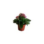 Mimoza Kalanchoe - Kalanşo Çiçeği Fidanı (Mor Çiçekli) 10-20 cm