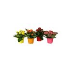 Mimoza Kalanşo Çiçeği Kalanchoe Fidanı 10-20 cm 1 Adet