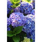 Mimoza Karışık Renk Ortanca Çiçeği Fidanı 10-20 cm
