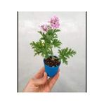 Mimoza Kokulu Itır Çiçeği (Pelargonium Graveolens) Fidanı 10-20 cm