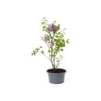 Mimoza Kokulu Leylak Çiçeği Fidanı 1 Adet Saksılı 30-60 Cm