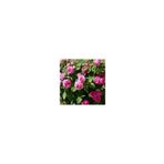 Mimoza Kokulu Reçellik Pembe Isparta Gülü Fidanı 15-25 cm
