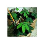 Mimoza Küstüm Çiçeği (Mimosa Pudica) 10-20 cm