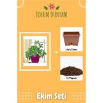 Mimoza Küstüm Çiçeği Tohumu Ekim Seti