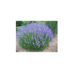 Mimoza Lavanta Fidanı 1 Adet 15-25 Cm Intermedia