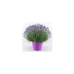 Mimoza Lavanta Fidanı Lavandula Angustifolia 10-20 cm