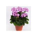 Mimoza Lila Sardunya Çiçeği Fidanı Potted Lilac Geranium Flower 10-20 cm