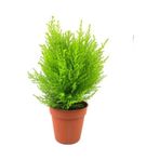 Mimoza Limon Kokulu Limoni Servi Fidanı Limoni Servi Çam Ağacı 40-60 cm