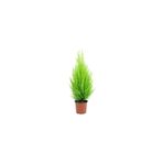 Mimoza Limoni Servi Çam Fidanı ( Salon Çamı ) Boyu 35-40 Cm Limon Kokulu