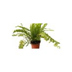 Mimoza Love Stairs Seedling Aşk Merdiveni Fidanı Fujer Nephrolepis 10-20 cm