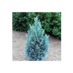 Mimoza Mavi Elwoodii Çam Fidanı 30 40cm Chamaecyparis Ellwoodii