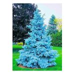 Mimoza Mavi Ladin Çam Fidanı 35-45 Cm Picea Pungens Hoopsii