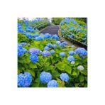 Mimoza Mavi Ortanca Fidanı Fidesi Hydrangea Macrophylla 10-20 Cm