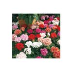 Mimoza Parlak Kırmızı Canan Sardunya Fidesi Pelargonium Aristo 10-20 Cm