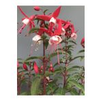 Mimoza Pembe Beyaz Fuchsia Küpe Küpeli Çiçegi Fidanı 10-20 cm