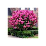 Mimoza Pembe Oya Ağacı Fidanı 50-70 cm