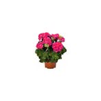 Mimoza Pembe Sardunya Çiçeği Fidesi 10-20 cm