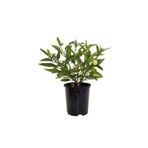 Mimoza Pepino Fidesi Ağaç Kavunu 10-20 cm