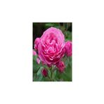 Mimoza Reçel Gülü Fidanı Rosa Damascena 10-20 Cm
