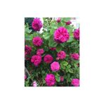 Mimoza Reçellik Pembe Kokulu Gerçek Isparta Gülü Fidanı 10-20 cm