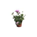 Mimoza Sakız Sardunya Fidanı 10-20 Cm
