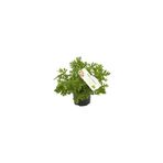 Mimoza Saksıda Limon Kokulu Itır Fidanı 10-20 Cm