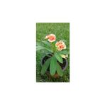 Mimoza Saksılı Ebruli Dikenler Tacı Japon Iğnesi Euphorbia Milii 10-15 Cm