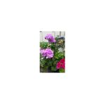 Mimoza Saksılı Lila Sardunya Çiçeği 15-25 cm Potted Lilac Geranium Flower