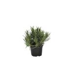 Mimoza Salon Için Lavanta Fidanı 1 Adet 5-15 cm Intermedia