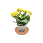 Mimoza Sarı Kalanchoe (Kalanşo) Çiçeği Fidanı Sarı 10-20 cm