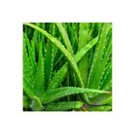 Mimoza Sarısabır Aloe Vera (ALOVERA) Fidanı 10-20 Cm