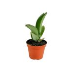 Mimoza Serra Aşkın Gözyaşı Çiçeği Mini (Kalanchoe Daigremontiana)