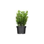 Mimoza Şimşir Fidanı Buxus Japonica Rococo 20-40 Cm