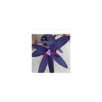 Mimoza Telgraf Çiçeği Fidanı Mor Tradescantia Purple Passion 10-20 cm