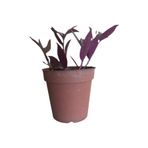 Mimoza Telgraf Çiçeği-Tradescantia Küçük Boy 10-20 cm