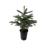 Mimoza Toros Göknar Köknar Çam Fidanı 4 Yaş 40-60 cm Abies Cilicica - Renk