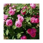 Mimoza Tüplü Kokulu Reçellik Pembe Isparta Gülü Fidanı 15-25 cm - Renk