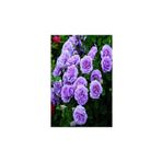 Mimoza Yediveren Lila Gül Fidanı Yediveren Lilac Rose 1 Adet 10-20 cm