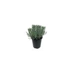 Mimoza Yoğun Kokulu (Lavandula x Intermedia), Saksıda Lavanta Fidanı