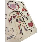 Mind of Toys Ahşap Insan Anatomisi Puzzle, Kız Çocuk, Katmanlı Yapboz, Montessori Vücut Farkındalığı Materyali
