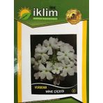 MİNE ÇİÇEĞİ TOHUMU-4 BEYAZ (TAKRİBİ 40 ADET TOHUM)
