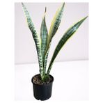 Mine Peygamber Paşa Kılıcı Sansevieria Trifasciata Ev Ofis Bitkisi