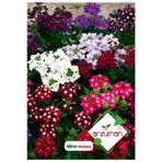 Mine (verbena) Çiçek Tohumu 50 Adet