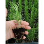 Mini Boy Biberiye Fidanı Kokulu Bitki 5-15 cm Potta