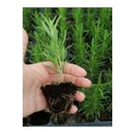 Mini Boy Biberiye Fidanı Kokulu Bitki 5-15cm Potta