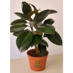 Mini Boy Kauçuk Fidanı 2'li Dikim 20-45 cm Saksılı Salon Çiçeği(Ficus Elastica)
