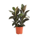 Mini Boy Kauçuk Fidanı 2'li Dikim 20-45Cm Saksılı Salon Çiçeği(Ficus Elastica), SRD1322025BYB11