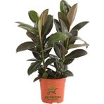 Mini Boy Kauçuk Fidanı Mini Boy 2'li Dikim 20-45 cm Saksılı Salon Çiçeği(Ficus Elastica)