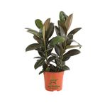Mini Boy Kauçuk Fidanı Mini Boy 2'li Dikim 20-45Cm Saksılı Salon Çiçeği(Ficus Elastica), GDB15112024NA18