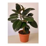 Mini Boy Kauçuk Fidanı Mini Boy 2'li Dikim 20-45Cm Saksılı Salon Çiçeği(Ficus Elastica), SRD1322025BYB19